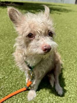 Shiba -  Mixed Breed Dog for Adoption in Wichita, Kansas - Shiba | PetCurious