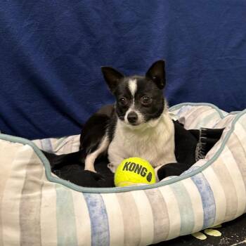 Chihuahua Dogs Available for Adoption in Logan, Utah - Coco | PetCurious