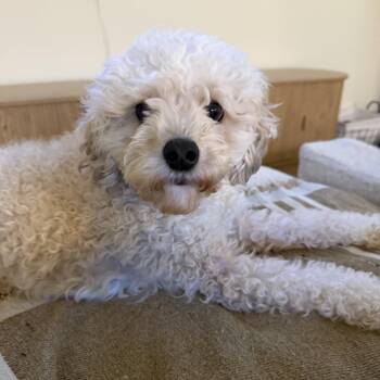 Jojo -  Miniature Poodle Dog for Adoption in Atlanta, Georgia - Jojo | PetCurious