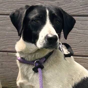 Nessie -  Labrador Retriever Dog for Adoption in Chattanooga, Tennessee - Nessie | PetCurious