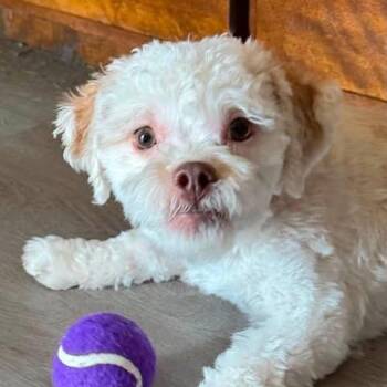 Chester -  Shih Tzu and Mixed Breed Dog for Adoption in Dover, Arkansas - Chester | PetCurious