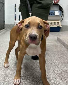 Jetski -  Labrador Retriever and Mixed Breed Dog for Adoption in Elmira, New York - Jetski | PetCurious
