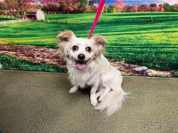 OLAF -  Chihuahua and Mixed Breed Dog for Adoption in Moreno Valley, California - OLAF | PetCurious