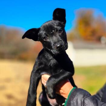 CT Fruit Bat avail Oct 31 -  Australian Cattle Dog Blue Heeler and Labrador Retriever Dog for Adoption in Eastford, Connecticut - CT Fruit Bat Avail Oct 31 | PetCurious