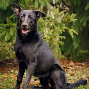 Shepherd and Mixed Breed Dogs Available for Adoption in Versailles, Kentucky - Lorraine | PetCurious