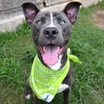Nicholas --Courtesy Post. Out of town pet. See below for details -  Pit Bull Terrier Dog for Adoption in Eagle, Idaho - Nicholas --Courtesy Post. Out Of Town Pet. See Below For Details | PetCurious