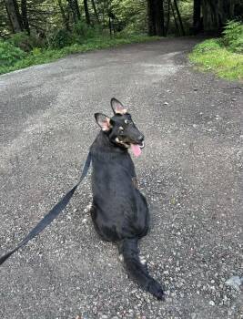 Shepherd Dogs Available for Adoption in Hoopa, California - Red  | PetCurious