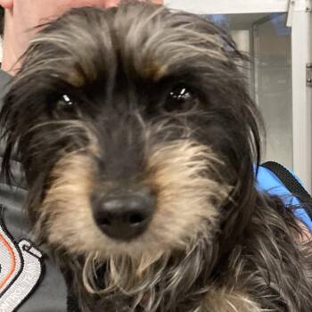 Mixed Breed Dogs Available for Adoption - Cayenne Pepper | PetCurious