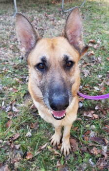 Rescue German Shepherd Dog Dogs for Adoption in Douglass Hills, Kentucky - Nora | PetCurious
