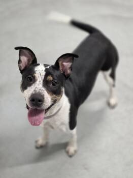 Terrier and Pit Bull Terrier Dogs Available for Adoption in Shelby, Michigan - Penelope | PetCurious