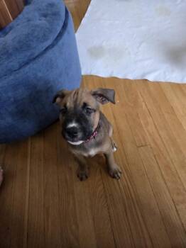 Charlotte -  Mixed Breed Dog for Adoption in Lincoln Park, Michigan - Charlotte | PetCurious