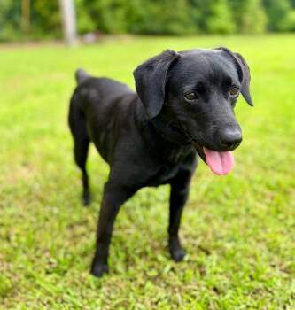 Grace -  Beagle and Labrador Retriever Dog for Adoption in Elmwood, Louisiana - Grace | PetCurious