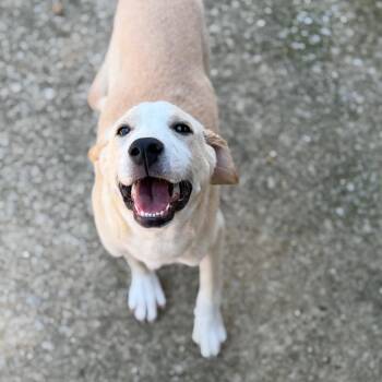 Newton -  Yellow Labrador Retriever and Mixed Breed Dog for Adoption in Brownsboro, Alabama - Newton | PetCurious