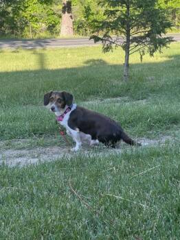 Paloma (26-117 D) -  Beagle and Mixed Breed Dog for Adoption in Lansing, Michigan - Paloma (26-117 D) | PetCurious