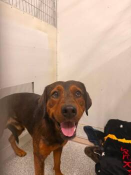 Bently -  Black And Tan Coonhound Dog for Adoption in Fruit Heights, Utah - Bently | PetCurious