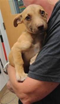 WHITNEY -  Dachshund and Mixed Breed Dog for Adoption in Albuquerque, New Mexico - WHITNEY | PetCurious