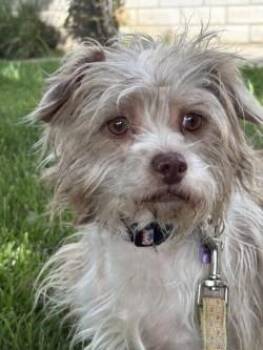Havanese Dogs Available for Adoption in Red Bluff, California - Artie | PetCurious