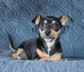 Mixed Breed Dogs Available for Adoption in Mesa, Arizona - Darling | PetCurious