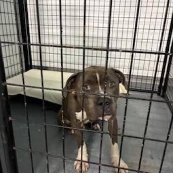 Kenobi -  Terrier Dog for Adoption in St. Louis, Missouri - Kenobi | PetCurious