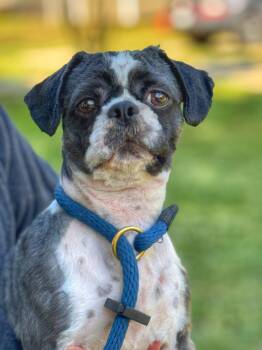 Shih Tzu Dogs Available for Adoption in Meherrin, Virginia - Lawson | PetCurious