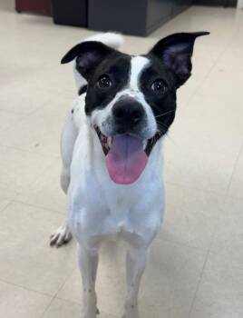 Alan -  Jack Russell Terrier Dog for Adoption in Clayton, New Jersey - Alan | PetCurious