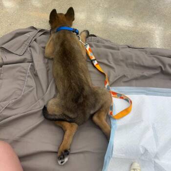 Keem -  Shepherd Dog for Adoption in San Antonio, Texas - Keem | PetCurious