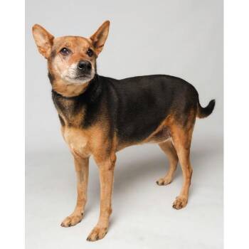 Boo Bear -  German Shepherd Dog and Mixed Breed Dog for Adoption in Palm Springs, California - Boo Bear | PetCurious