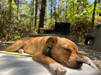 Chihuahua and Mixed Breed Dogs Available for Adoption in Saugus, Massachusetts - Pancho | PetCurious