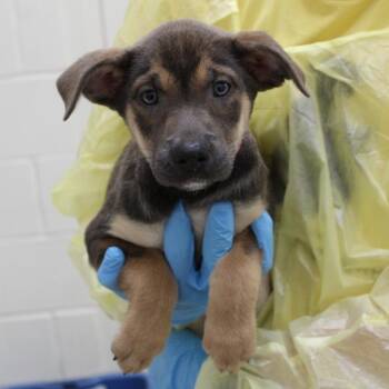 Everest -  Mixed Breed Dog for Adoption in Auburn, Alabama - Everest | PetCurious