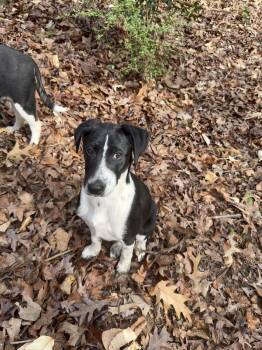 Labrador Retriever Dogs Available for Adoption - DOT 2026-106 | PetCurious