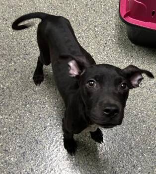 Tiny Todd -  Terrier and Mixed Breed Dog for Adoption in Kansas City, Missouri - Tiny Todd | PetCurious