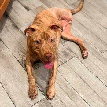 Blu SSP -  Pit Bull Terrier Dog for Adoption in Austin, Texas - Blu SSP | PetCurious