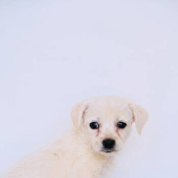 Ken -  Maltipoo and Shih Tzu Dog for Adoption in San Diego, California - Ken | PetCurious