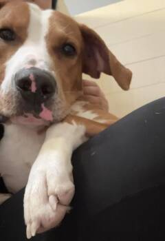 Buster -  Hound and Terrier Dog for Adoption in Sanford, Florida - Buster | PetCurious