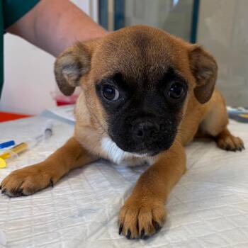 Ruby Diamond -  Border Collie and Pug Dog for Adoption in Nashville, Tennessee - Ruby Diamond | PetCurious