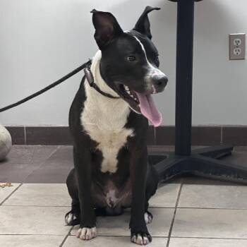 06/16/2026-Stray-BuenaVistaRoad -  Mixed Breed Dog for Adoption in Columbus, Georgia - 06/16/2026-Stray-BuenaVistaRoad | PetCurious