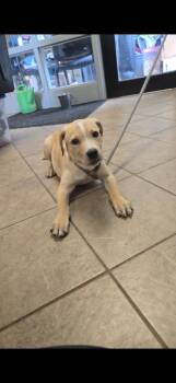 Peter Parker -  Mixed Breed Dog for Adoption in Marion, Ohio - Peter Parker | PetCurious