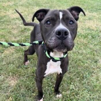 Rescue Pit Bull Terrier Dogs for Adoption in Philadelphia, Pennsylvania - Shaky | PetCurious