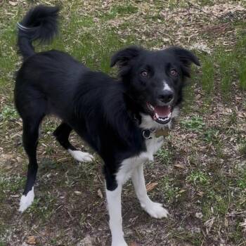 Border Collie Dogs Available for Adoption - Bellz | PetCurious