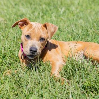 Chloe (Puppy) -  Black Mouth Cur and Mixed Breed Dog for Adoption - Chloe (Puppy) | PetCurious