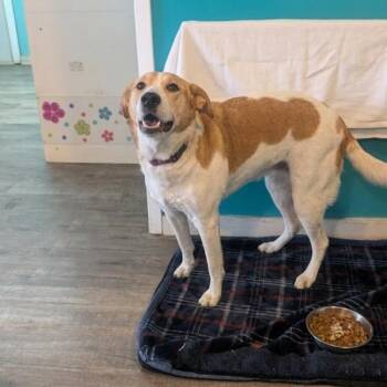 Mixed Breed Dogs Available for Adoption - June Bug | PetCurious