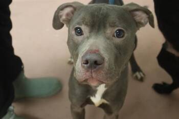 SALT -  Mixed Breed Dog for Adoption in Columbia, South Carolina - SALT | PetCurious