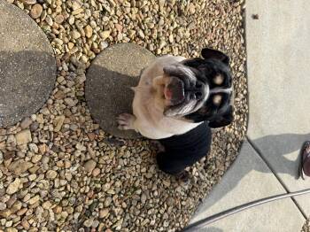 Wilma -  English Bulldog Dog for Adoption in Hartselle, Alabama - Wilma | PetCurious