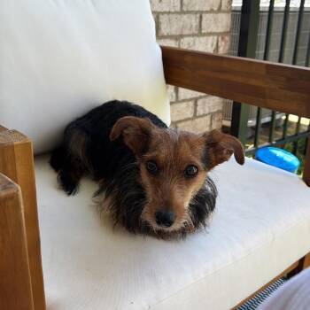 Lucy -  Yorkshire Terrier and Mixed Breed Dog for Adoption in Kingsley, Kentucky - Lucy | PetCurious