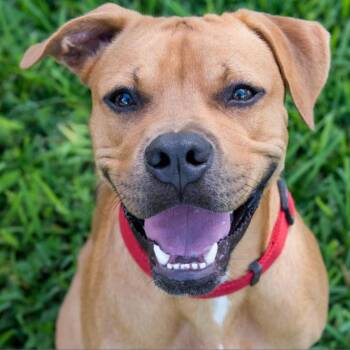 Rescue Boxer Dogs for Adoption in Miami, Florida - Scooby | PetCurious