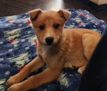 Shepherd and Rat Terrier Dogs Available for Adoption - Prince | PetCurious