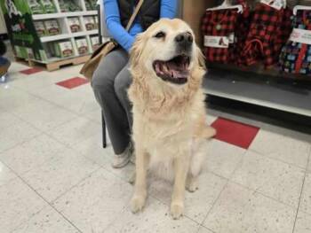 Rescue Golden Retriever Dogs for Adoption in Edwards, Illinois - Roscoe | PetCurious