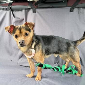 DUDLEY -  Terrier Dog for Adoption in Waterford, New Jersey - DUDLEY | PetCurious