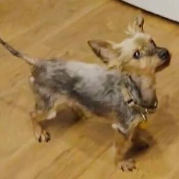 Yorkshire Terrier Dogs Available for Adoption in Tunkhannock, Pennsylvania - Sparky | PetCurious