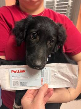 Dorsey Purple Pup 1 -  Setter and Great Pyrenees Dog for Adoption in Morgantown, Kentucky - Dorsey Purple Pup 1 | PetCurious